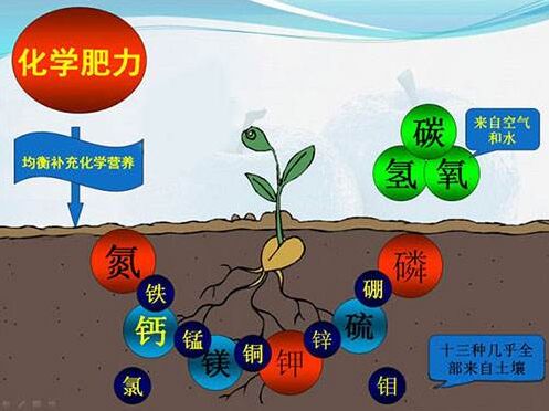醫用国产看片网站對作物缺素病的識別