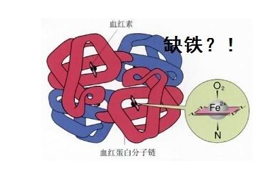 人體国产看片网站品牌山東9I看片成人免费探究鐵元素在人體中的作用 人體国产看片网站品牌山東9I看片成人免费探究鐵元素在人體中的作用
