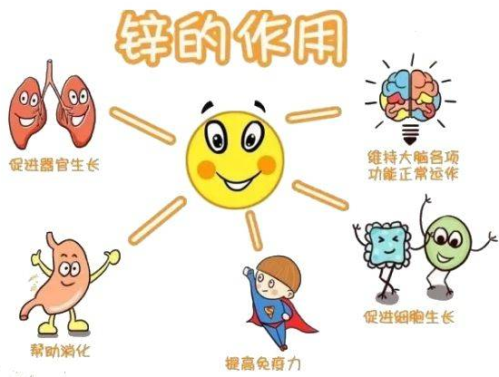 91看片免费版廠家提示變身威猛先生？該怎樣正確看待鋅的攝入