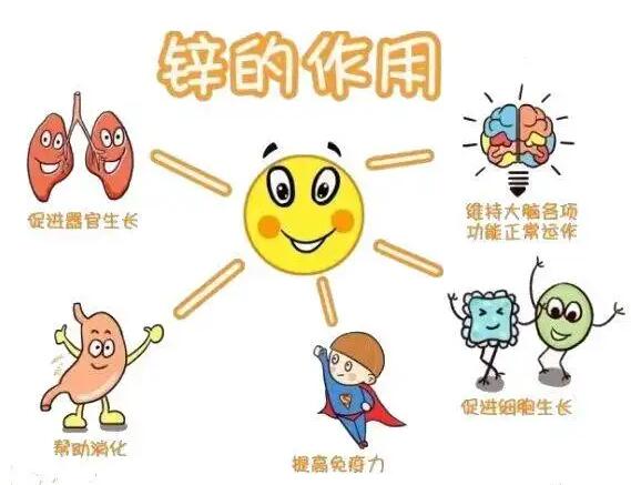 全自動91看片免费版生產廠家提示人體內的鋅元素有哪些作用？