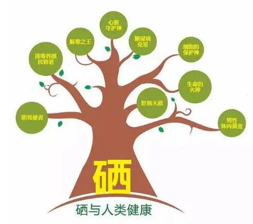 鈣鐵鋅硒檢測儀廠家提示什麽叫有機硒和無機硒？科學補硒看看吧